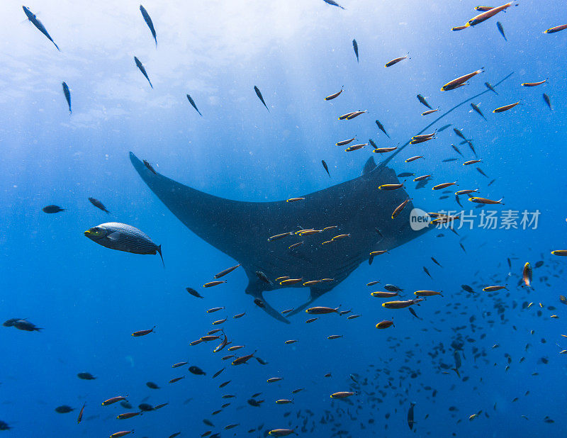 海洋蝠鲼(Manta birostris)游过清洁站珊瑚礁。在世界自然保护联盟的红色名单中，这些优雅的动物正在成为野外罕见的景象。